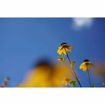 buy Sony FE 50mm f/2.8 Macro Lens imastudent.com